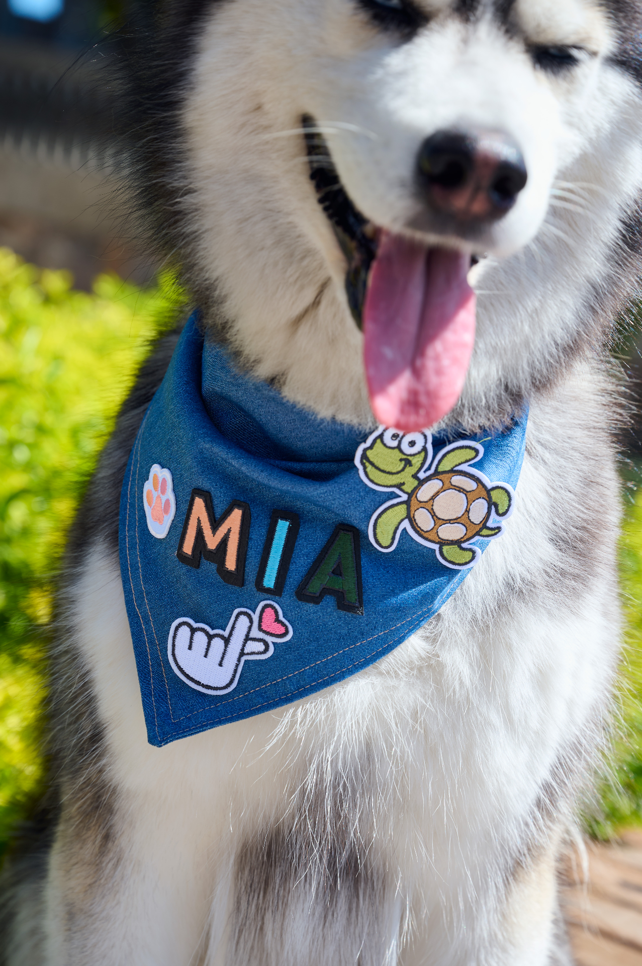 Mia, husky con bandana jean y parches personalizados