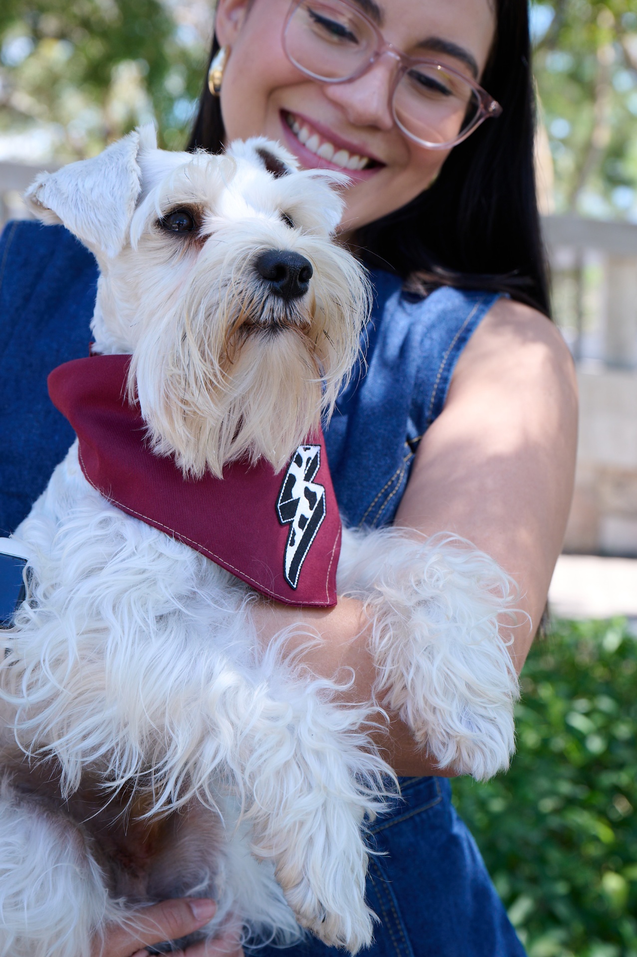 Schnauzer con bandana vino y parche Mama Tried