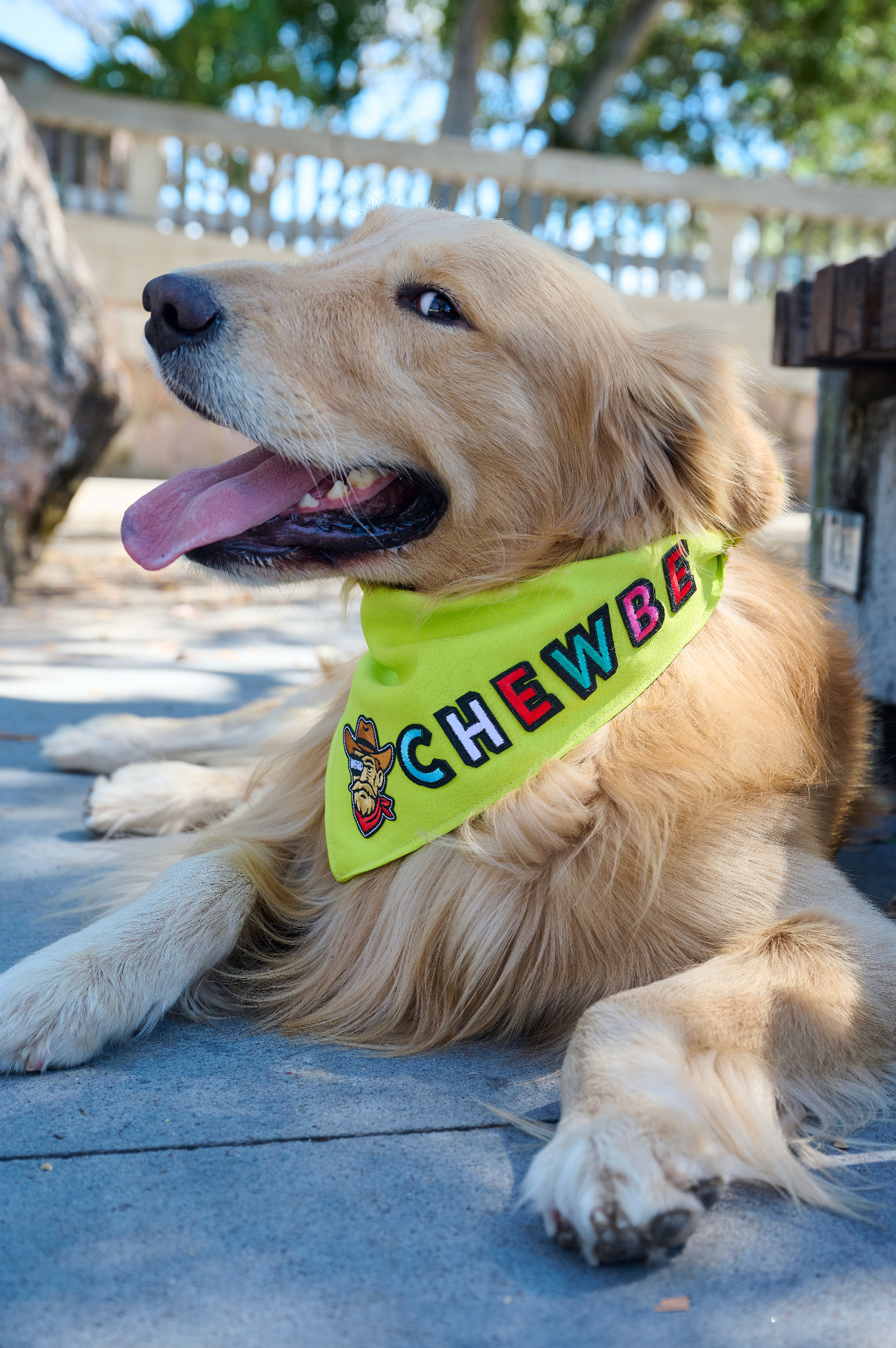 Chewbe, golden retriever con bandana verde limón